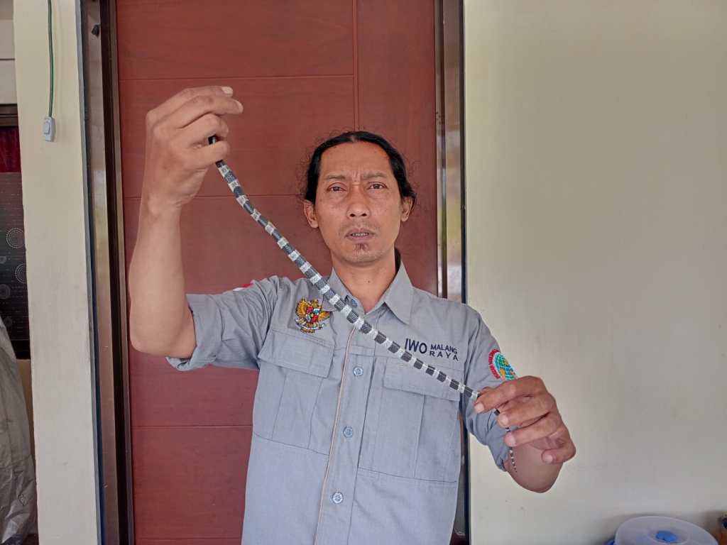 Penghuni Perumdin Veteran Kota Batu, Dihebohkan dengan Penemuan Ular&nbsp;Weling